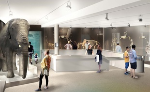 Image de synthèse du hall d'entrée du futur muséum de Bordeaux