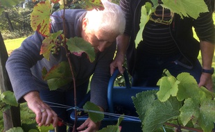 L'association des vignerons de Garo a réalisé ses premières vendanges de cépage rondo, planté à Saint-Suliac et qui donnera du vin rouge.