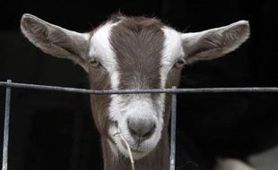 Une chèvre dans une ferme à Brandon, aux Etats-Unis, le 14 avril 2011.