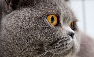 Les internautes rivalisent de qualificatifs pour décrire l'odeur de la tête des chats.