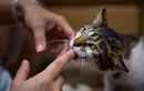 Votre chat vous mordille les doigts ? Découvrez ce que son comportement dit vraiment sur ses besoins d’attention et d’affection