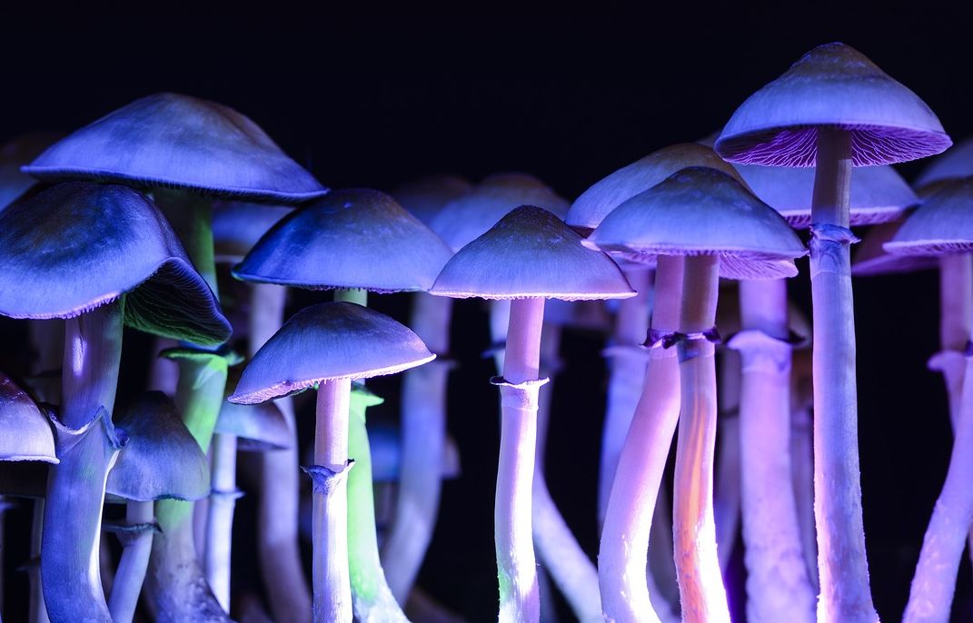 Mexique : Une sénatrice prend position pour la légalisation des champignons hallucinogènes