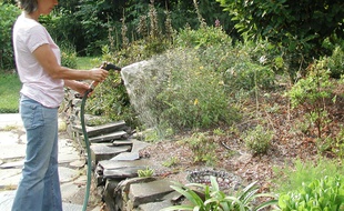 Les home sitters doivent souvent arroser les plantes du jardin.