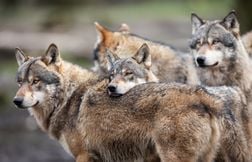 Contre la menace du loup, des bénévoles montent la garde cet été