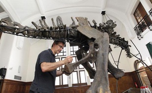 Un squelette de diplodocus installé à l'Institut de Paléontologie Humaine le 27 juin 2011 à Paris. Il sera vendu lors d'une vente aux enchères chez Sotheby's le 13 octobre.