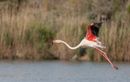 La Camargue pourrait-elle, un jour, disparaître ?
