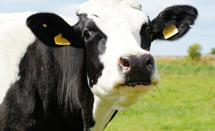 L'entreprise Antelliq fabrique notamment les étiquettes orange accrochées aux oreilles des vaches.
