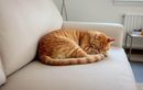 Votre chat ne ronronne plus ? Les signaux à repérer pour éviter une urgence vétérinaire