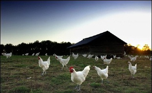 La volaille de Bresse, confinée depuis février en raison de l'apparition de la grippe aviaire, va pouvoir sortir à nouveau d'ici deux semaines mais en respectant des conditions très strictes, qui ont été détaillées lundi par la préfecture de l'Ain.