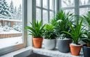 Balcon fleuri en hiver : 13 plantes toujours vertes à adopter