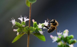 Une abeille butine