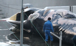 Le mystérieux cétacé avait été pris en photo par une association de défense des animaux.
