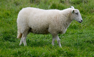 Des moutons à la place des tondeuses dans les vignes en Alsace (Illustration)