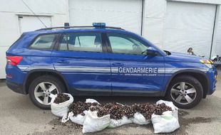 A Plogoff, dans le Finistère, les gendarmes ont découvert 200 kg de pouces-pieds pêchés en toute illégalité.