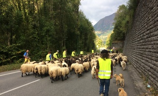 Marc Peyrusqué et son troupeau de brebis en transhumance près d'Etsaut, en vallée d'Aspe.