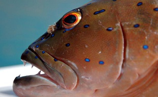 Une truite corail d'Australie.