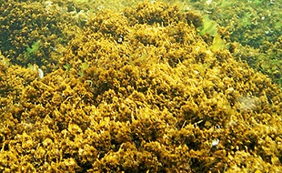Ostreopsis créé un bio-film marron.