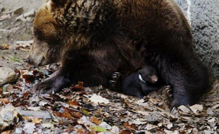 La population d'ours dans la chaîne pyrénéenne, menacée de disparition dans les années 90, a depuis été sauvée par des introductions d'ours slovènes entre 1996 et 2006