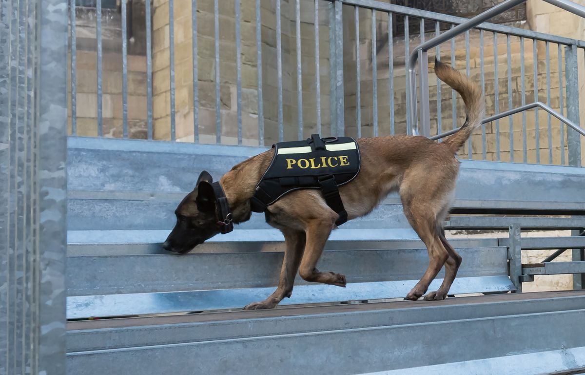 Les chiens de détection des héros de l