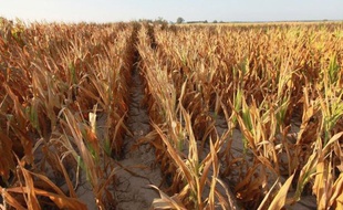 Les Etats-Unis sont en proie depuis le mois de juin à leur pire sécheresse depuis 56 ans, une canicule dont les météorologues ne voient pas la fin et qui menace désormais la production de céréales, dont les prix sont montés en flèche.