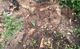 Dans le champ, les ossements de plusieurs animaux au milieu de chevauxprivés de soin et de nourriture à Pollestres, dans les Pyrénées-Orientales, près de Perpignan