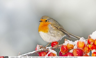 Illustration d'un oiseau perché sur un arbre fruitier.