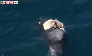 Pas brillante cette idée de surfer sur le cadavre d'une baleine. Harrison, australien de 26 ans, en a fait les frais...