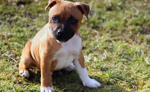 Le staffie a été confié à une association.