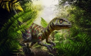 Le squelette découvert serait celui d'une nouvelle espèce de raptors (illustration).