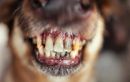 Brossez-vous les dents de votre chien ? Ce que tous les vétérinaires alertent aujourd’hui