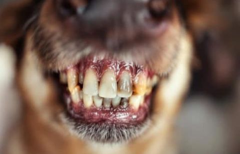 Brossez-vous les dents de votre chien ? Ce que tous les vétérinaires alertent aujourd’hui