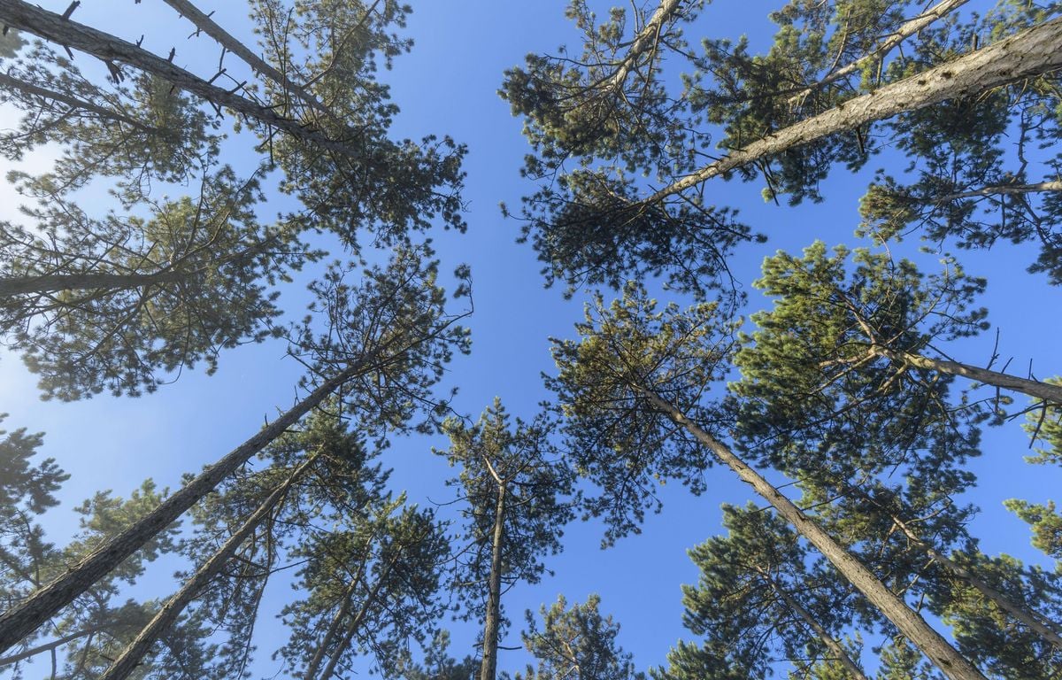 C'est quoi le nématode du pin, ce ravageur dangereux détecté pour la première fois en France ?