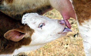 Les Européens devraient rester exposés à consommer, sans le savoir, de la viande ou du lait issus d'animaux clonés, aux termes de nouvelles propositions de la Commission européenne pour baliser cette pratique.