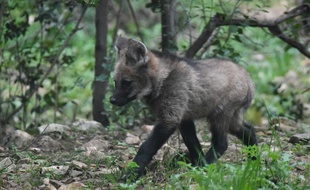 L'un des loups à crinière né à Montpellier