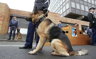 Un des chiens de la gendarmerie de Valenciennes, illustration