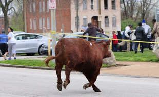 6 vaches se sont échappée d'un abattoir à Saint Louis ( Etats-Unis)