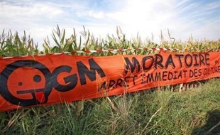 Quatorze scientifiques membres de la Haute autorité provisoire sur les OGM ont contesté jeudi les "doutes sérieux" évoqués par le président de cette instance Jean-François Le Grand pour présenter l'avis sur le maïs MON 810.