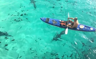 Il fait du canoë au milieu des requins - Le Rewind (video)