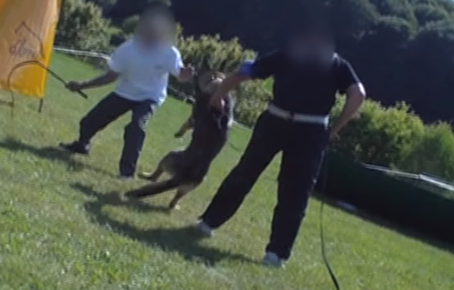 VIDEO. Maltraitance animale: Les images choc des centres de dressage pour chiens