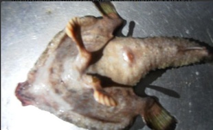 Le «poisson mutant» possède deux pieds et une sorte de nez humain.