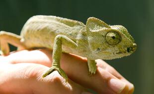 Un Caméléon