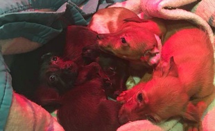 Les chiens abandonnés en forêt de Compiègne.