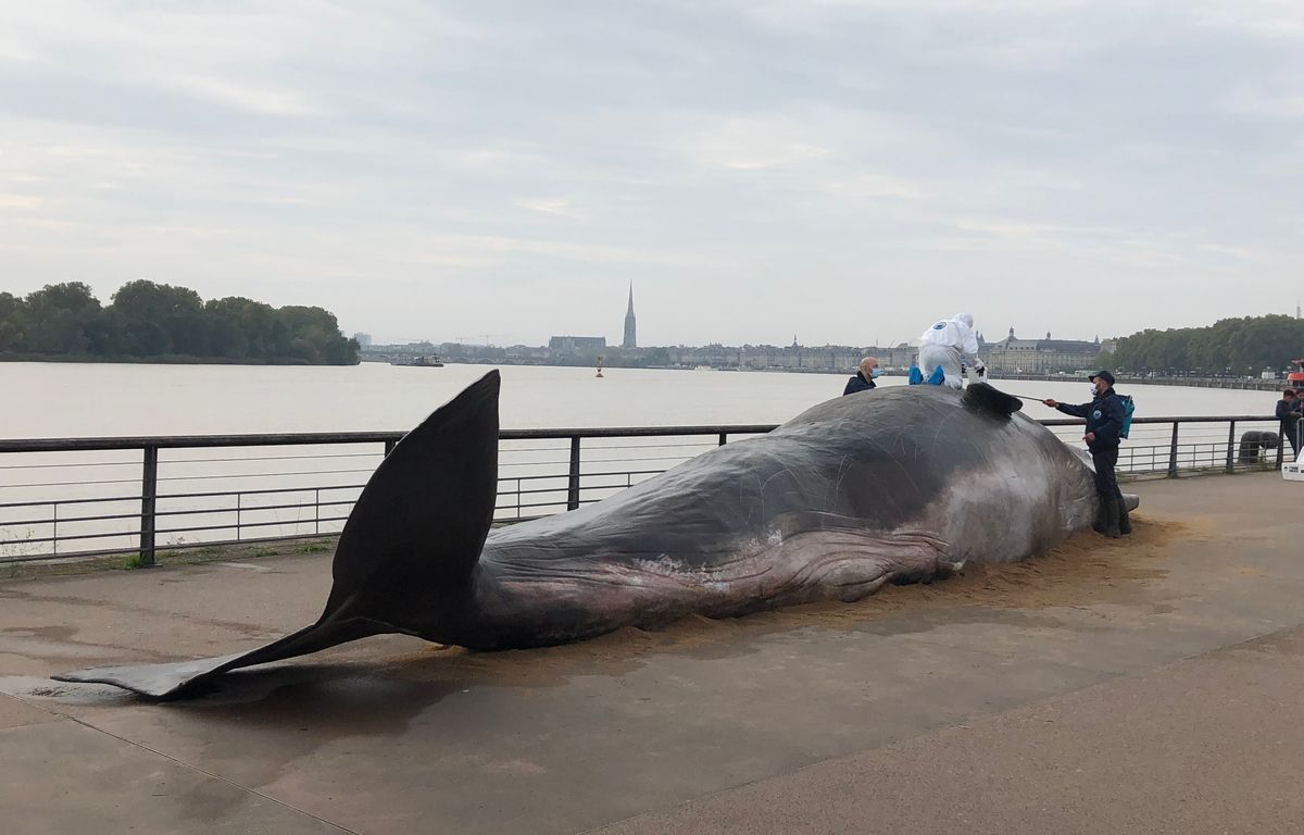 Comment expliquer ce cachalot échoué sur les quais à Bordeaux ?