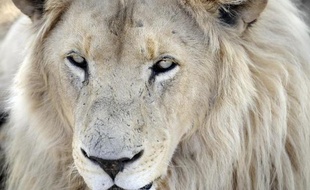 "Pour les lions, cela démarrera durant la saison de chasse 2016 et 2017 et de façon très prudente", a précisé à l'AFP la ministre du Tourisme Jean Kapata