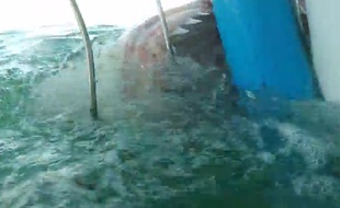Une jeune femme a filmé un requin blanc en plongeant dans une cage.