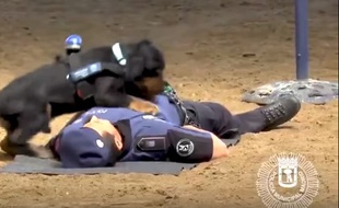 Sur la vidéo, on voit le chien sauter sur la poitrine du policier.