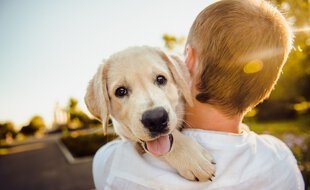 La France est le pays européen avec le plus d'abandon d'animaux par an, avec 100.000 rien que pour les chiens et chats