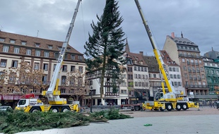 Installation du grand sapin de Noël place Kléber à Strasbourg. Le 1er novembre 2020.