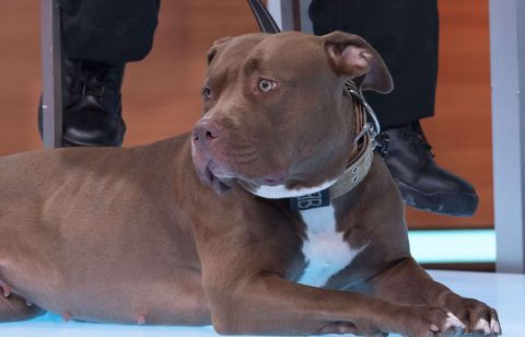 Une femme enceinte grièvement blessée par son chien en Loire-Atlantique