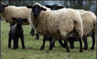 La filière ovine française, en constante régression, compte sur le soutien public pour maintenir moutons et brebis sur l'ensemble du territoire, notamment les régions défavorisées du sud.